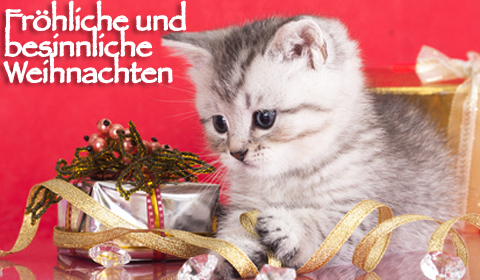 Grußkarten zu Weihnachten mit Katze